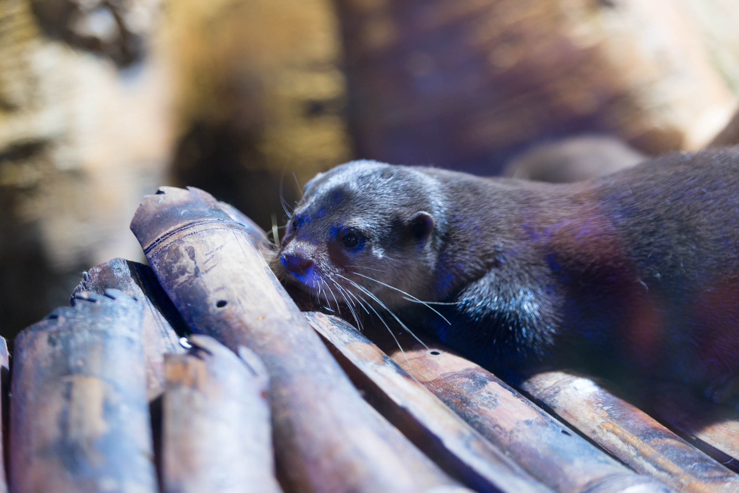 Dubai_Aquarium-21.jpg