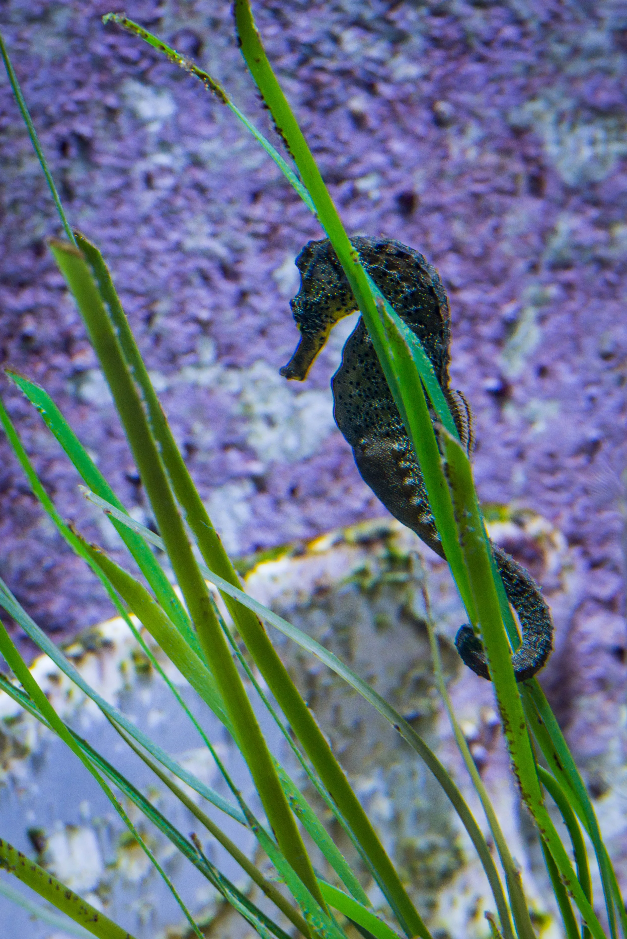 Dubai_Aquarium-23-2.jpg