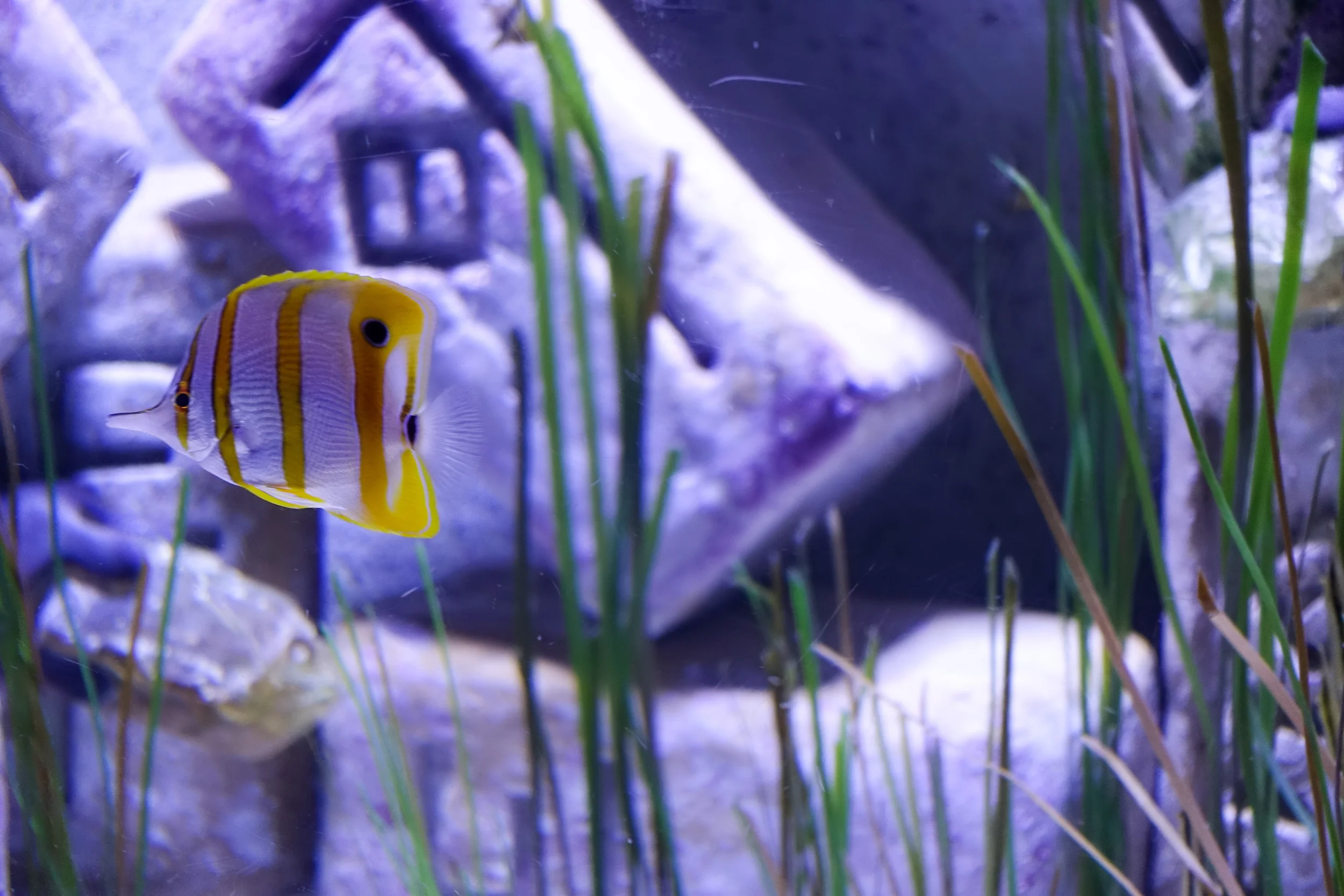 Dubai_Aquarium-24-2.jpg