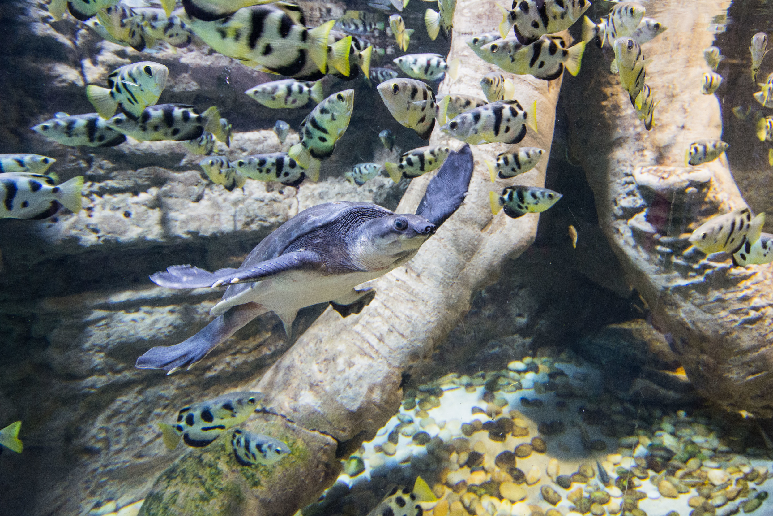Dubai_Aquarium-26.jpg