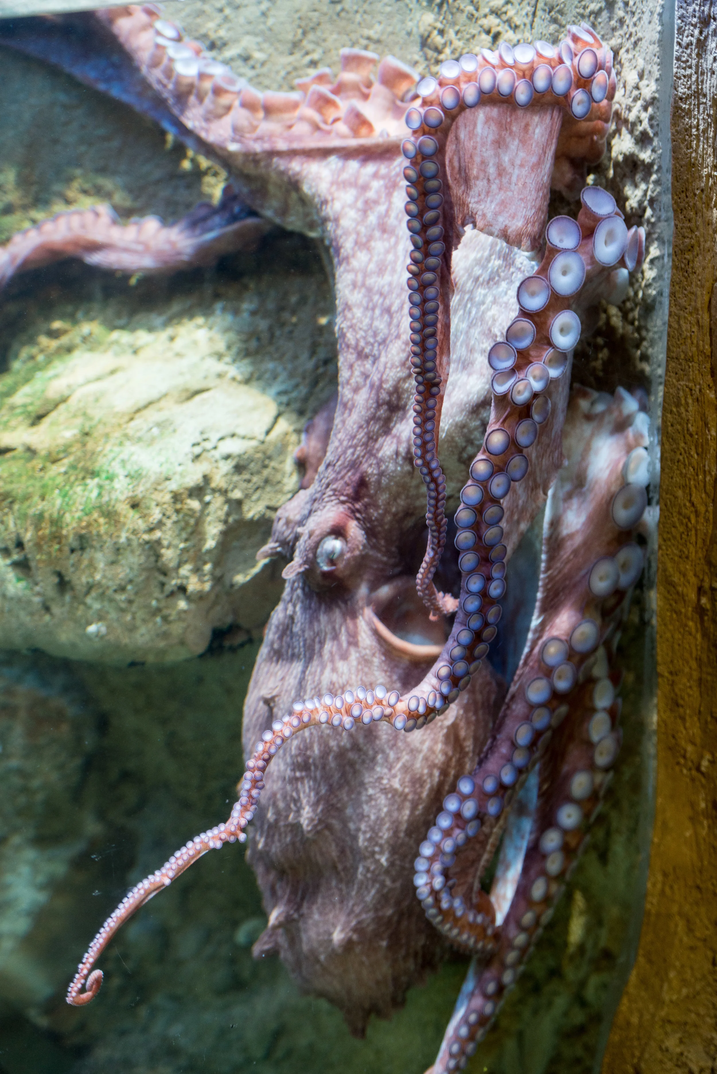 Dubai_Aquarium-28.jpg