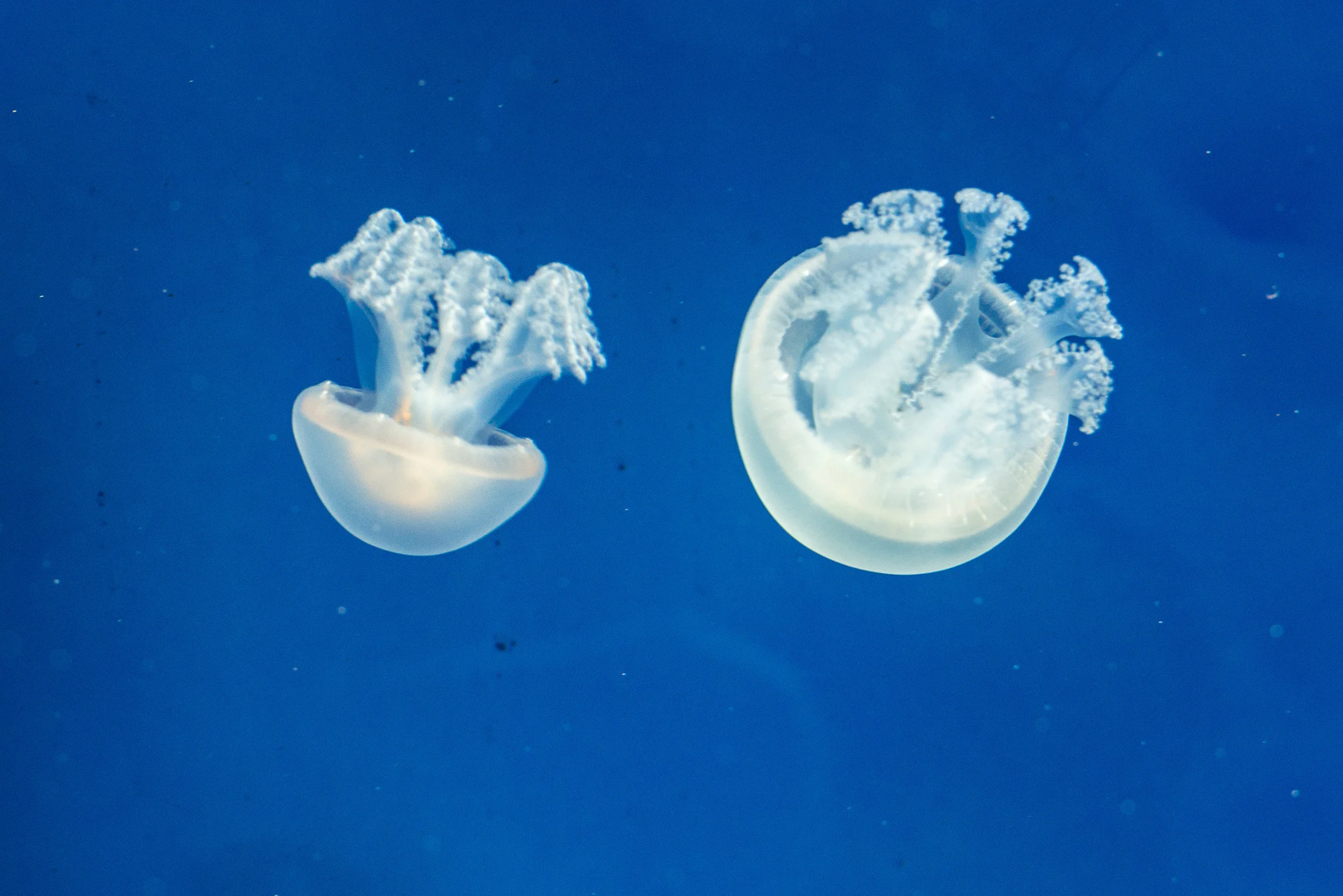 Dubai_Aquarium-30.jpg