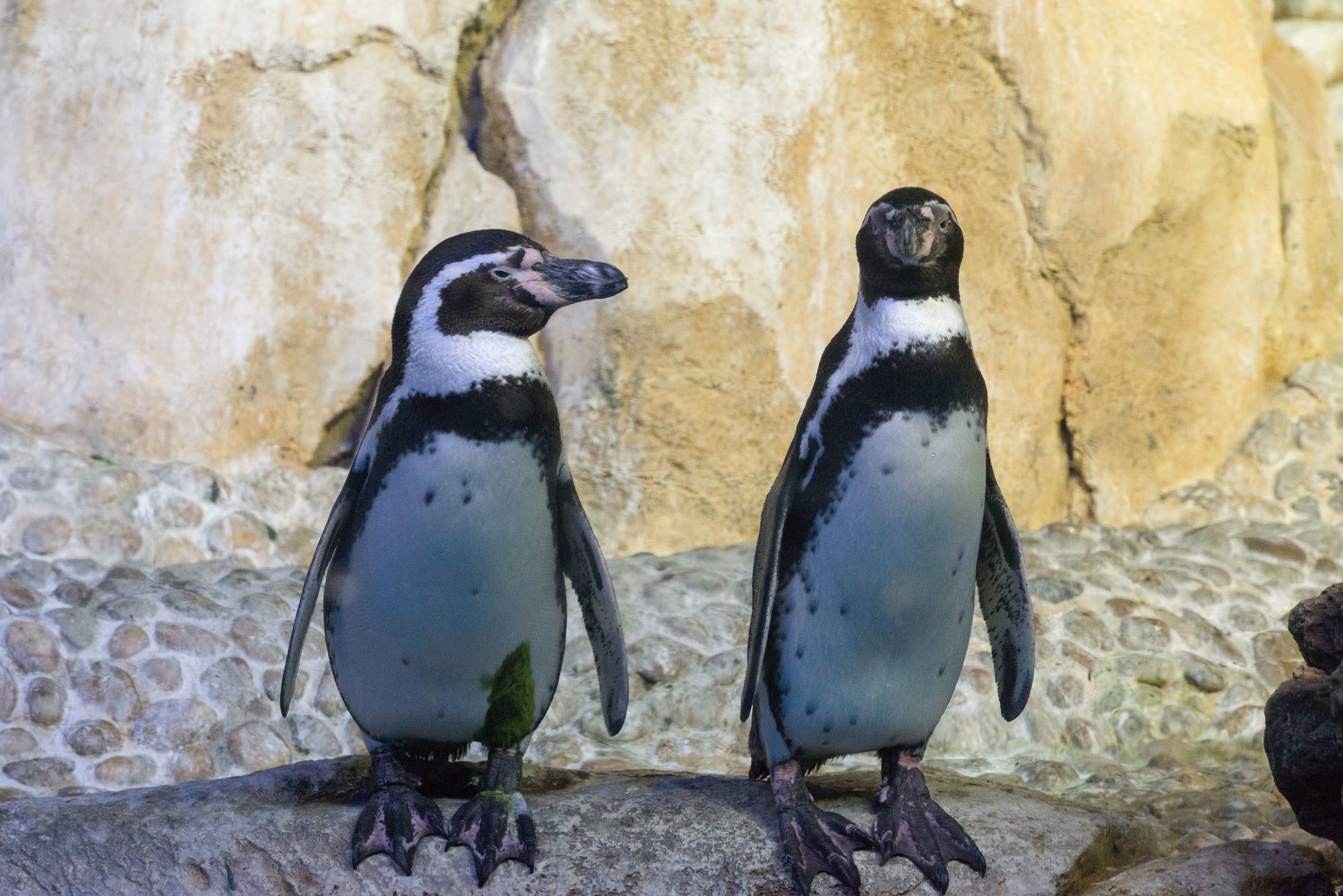 Dubai_Aquarium-35.jpg