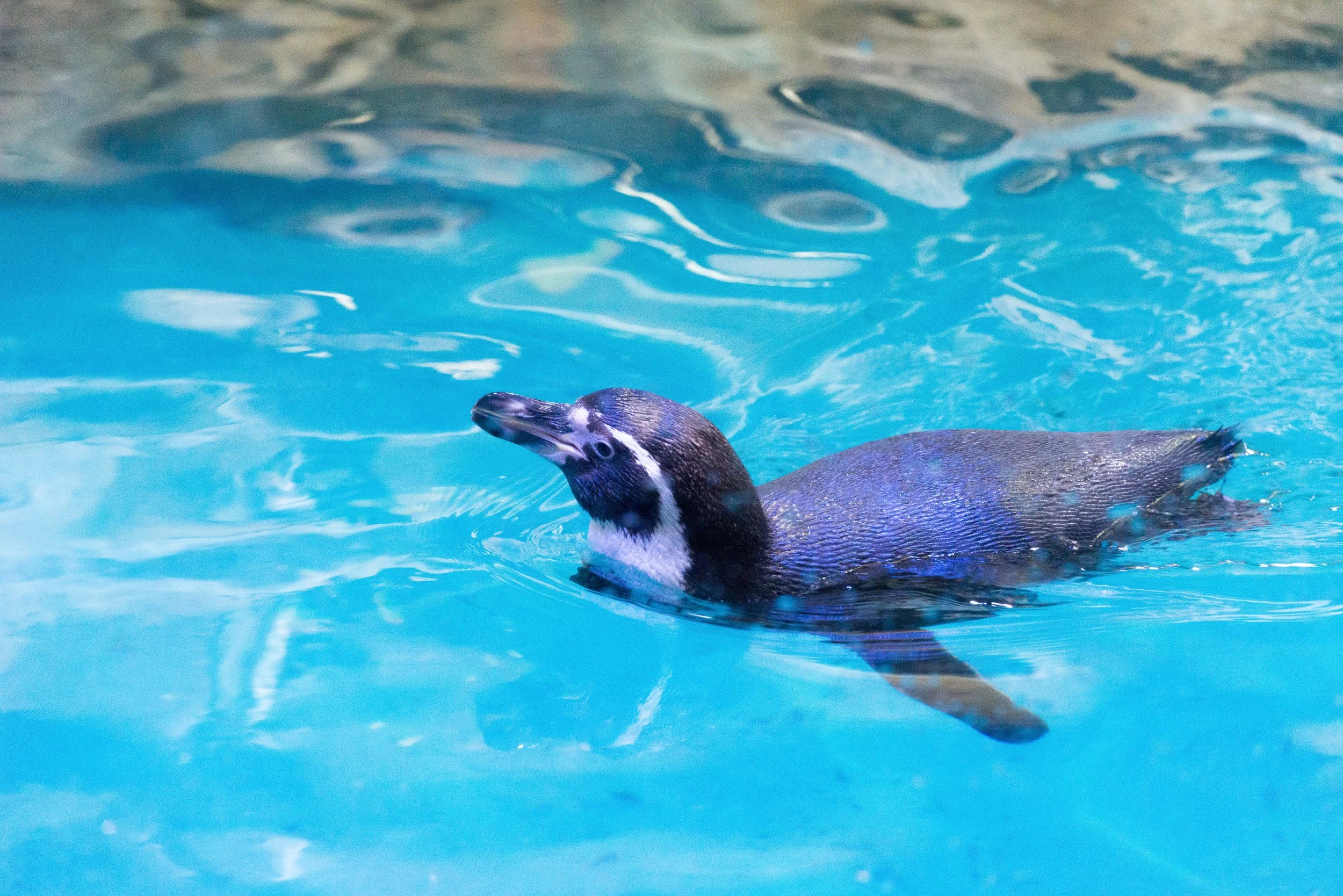 Dubai_Aquarium-36.jpg