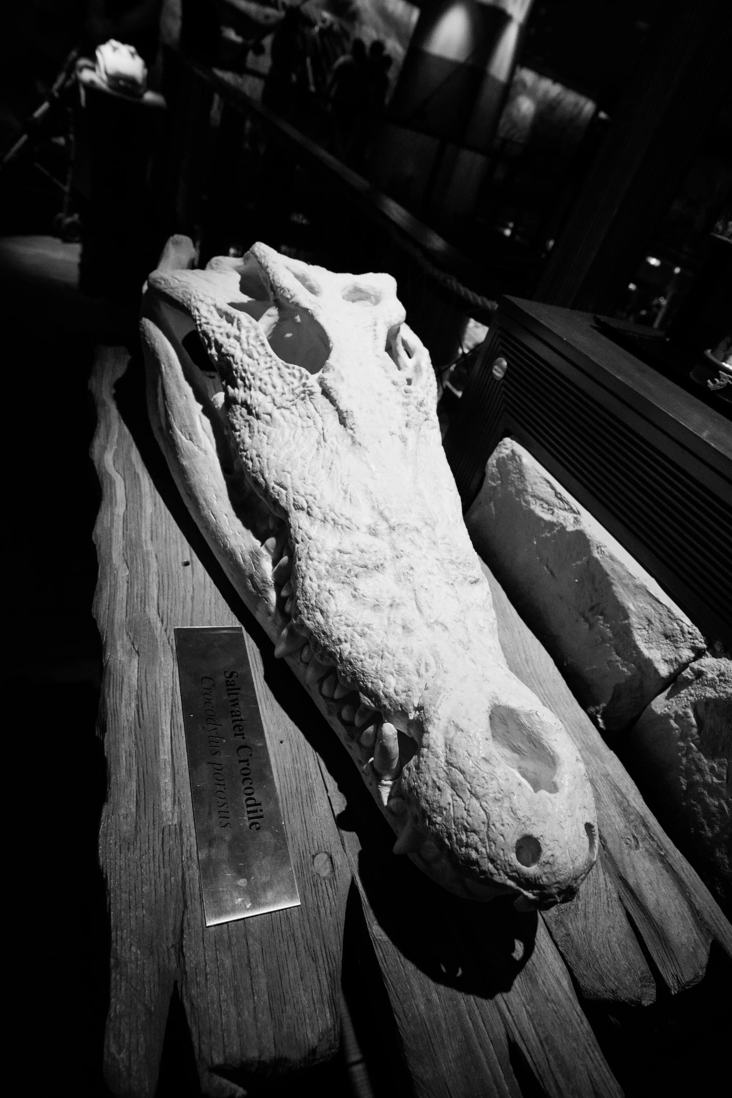 Dubai_Aquarium-43.jpg