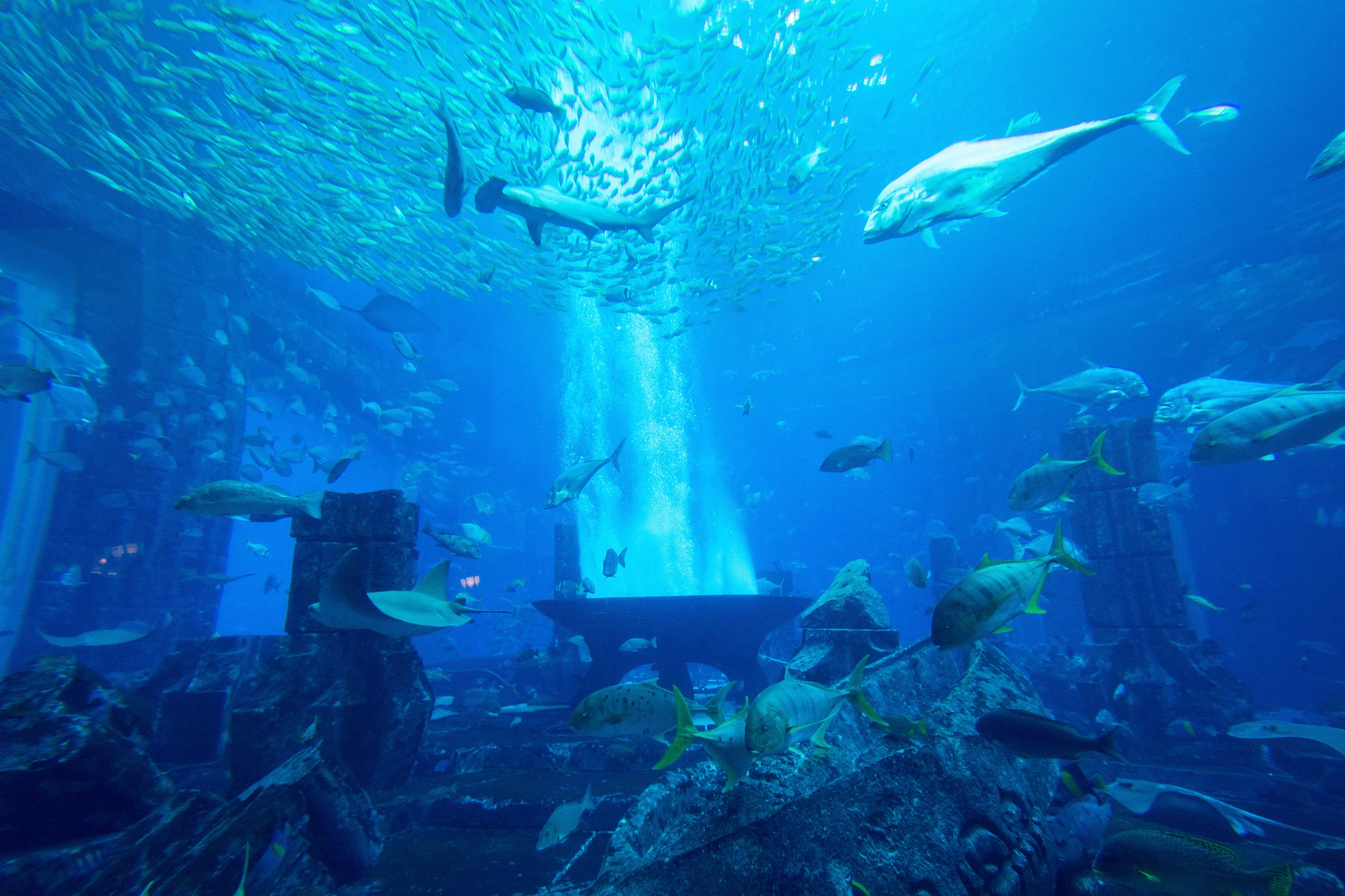 Dubai_Aquarium-53.jpg