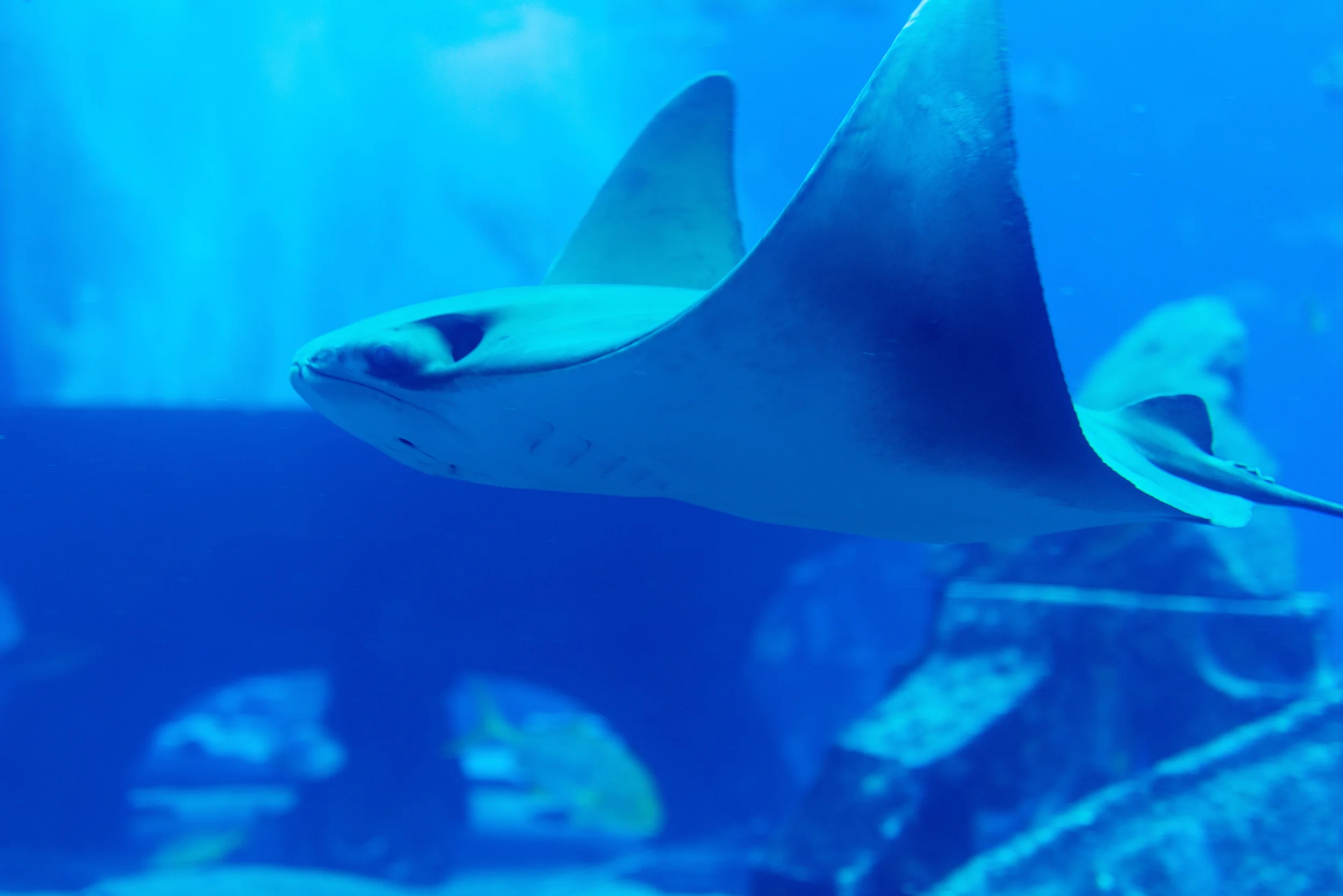 Dubai_Aquarium-55.jpg