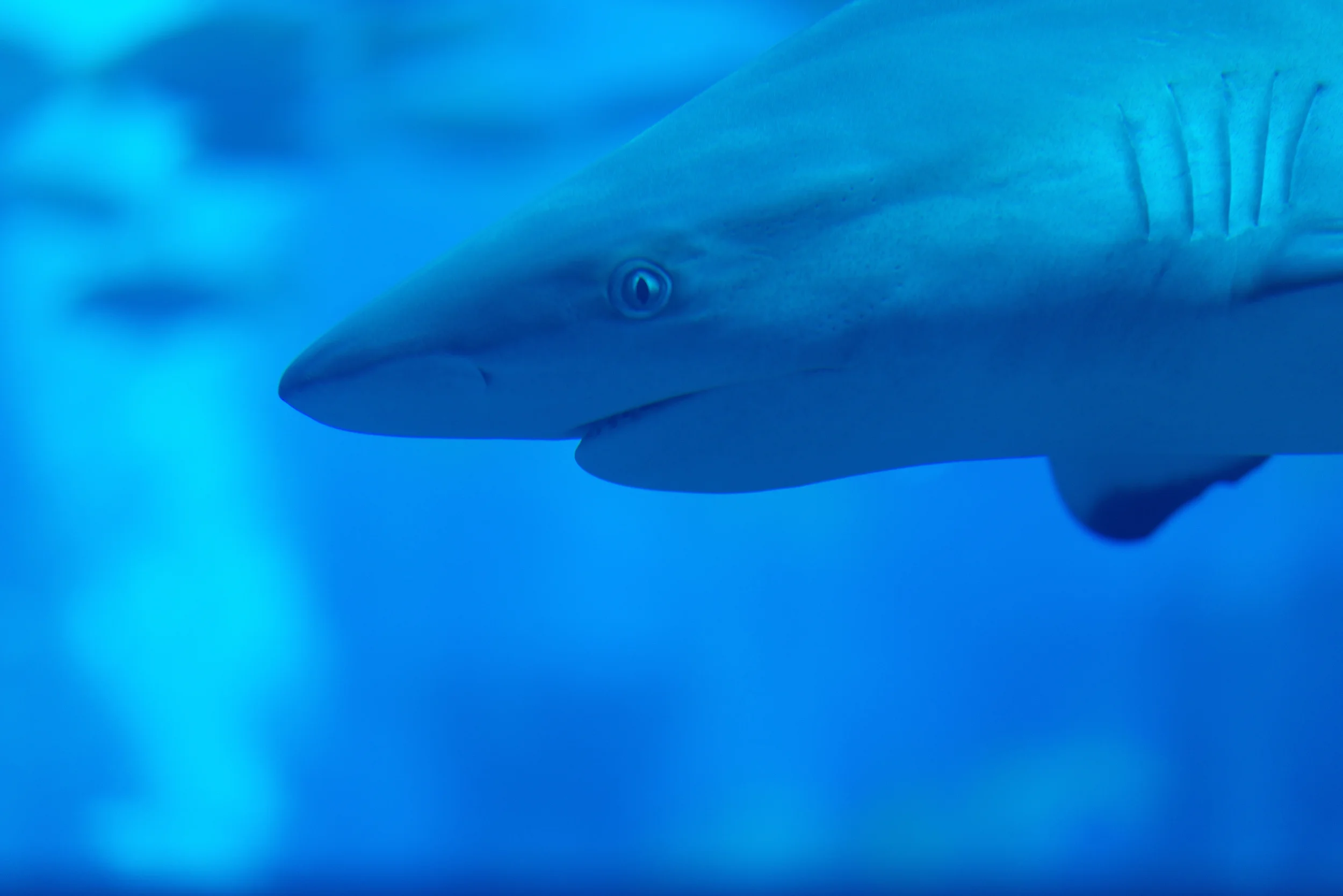 Dubai_Aquarium-56.jpg