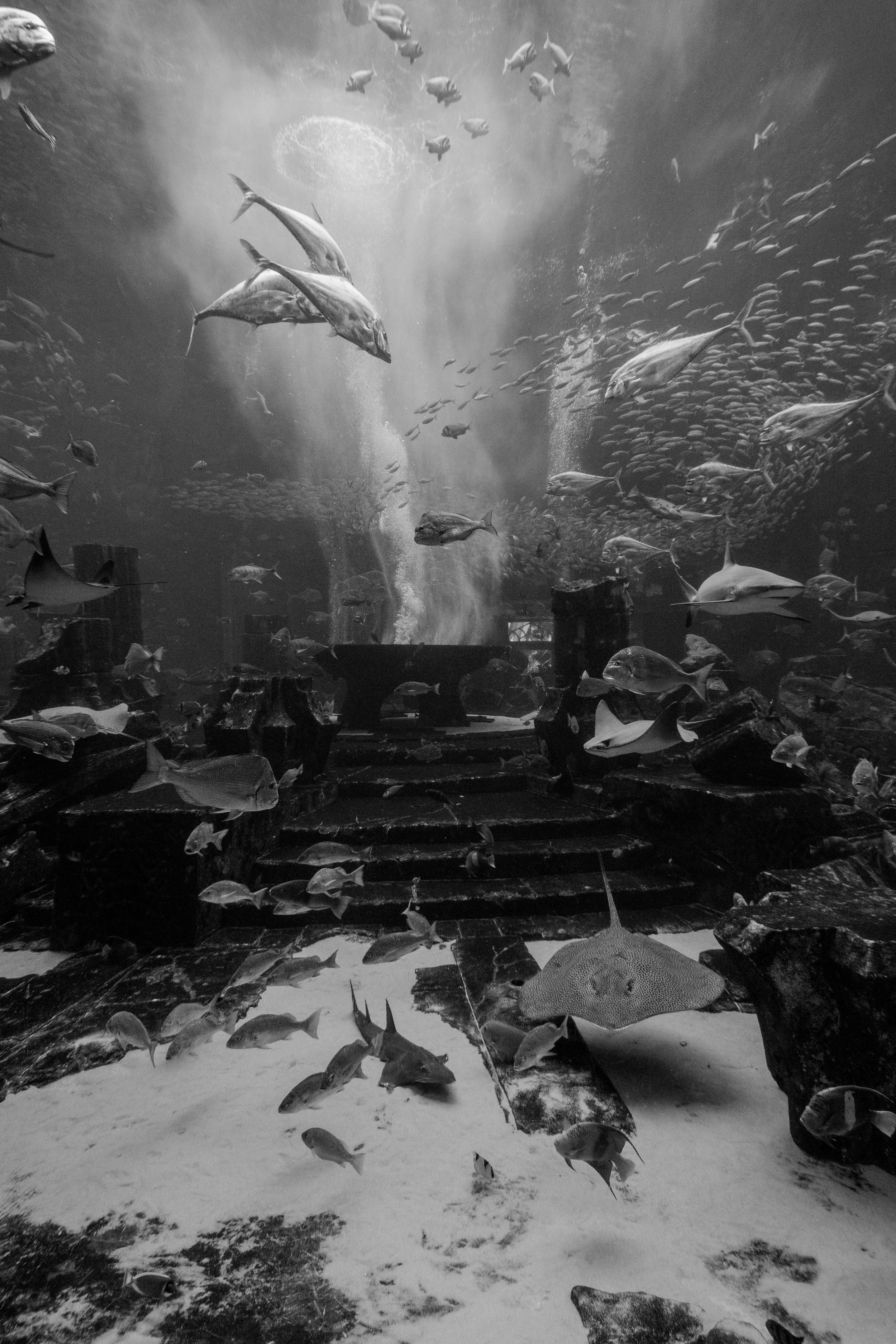 Dubai_Aquarium-61.jpg