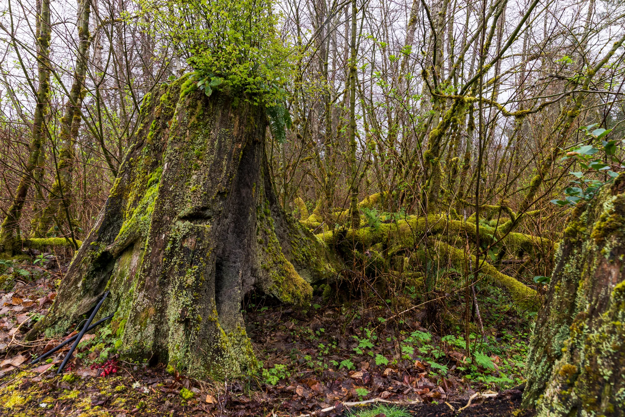 An old stump that has a new life giving life to other fauna Woodsy Woods located in an undisclosed location in Redmond, Washington.