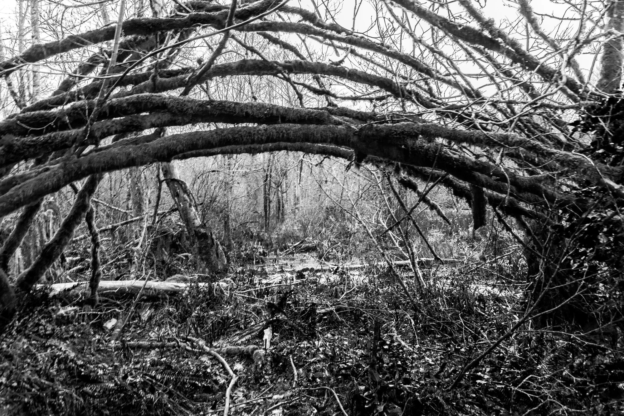 A natural archway in the Woodsy Woods located in an undisclosed location in Redmond, Washington.