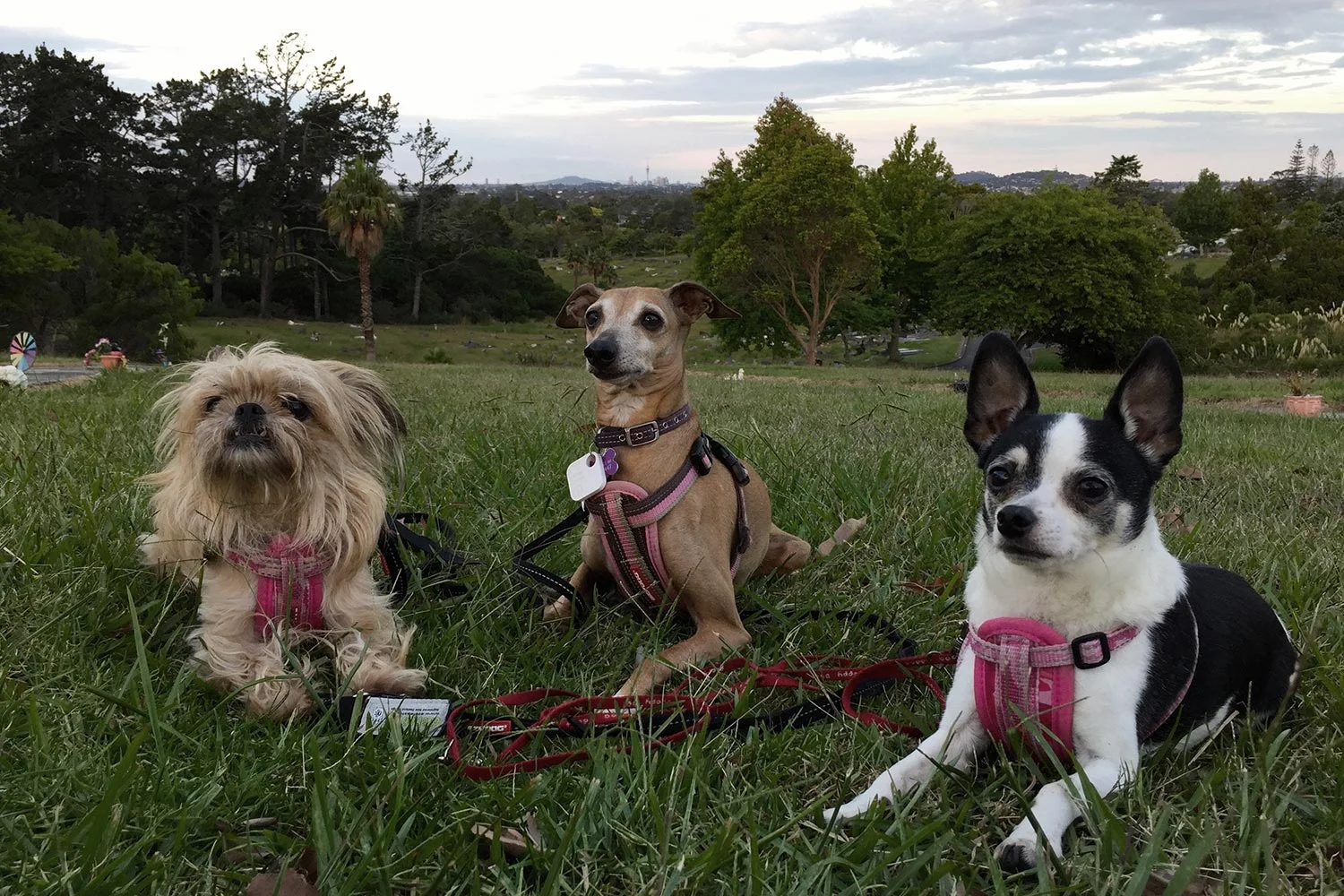 Pottle ,Thalia and Pinto