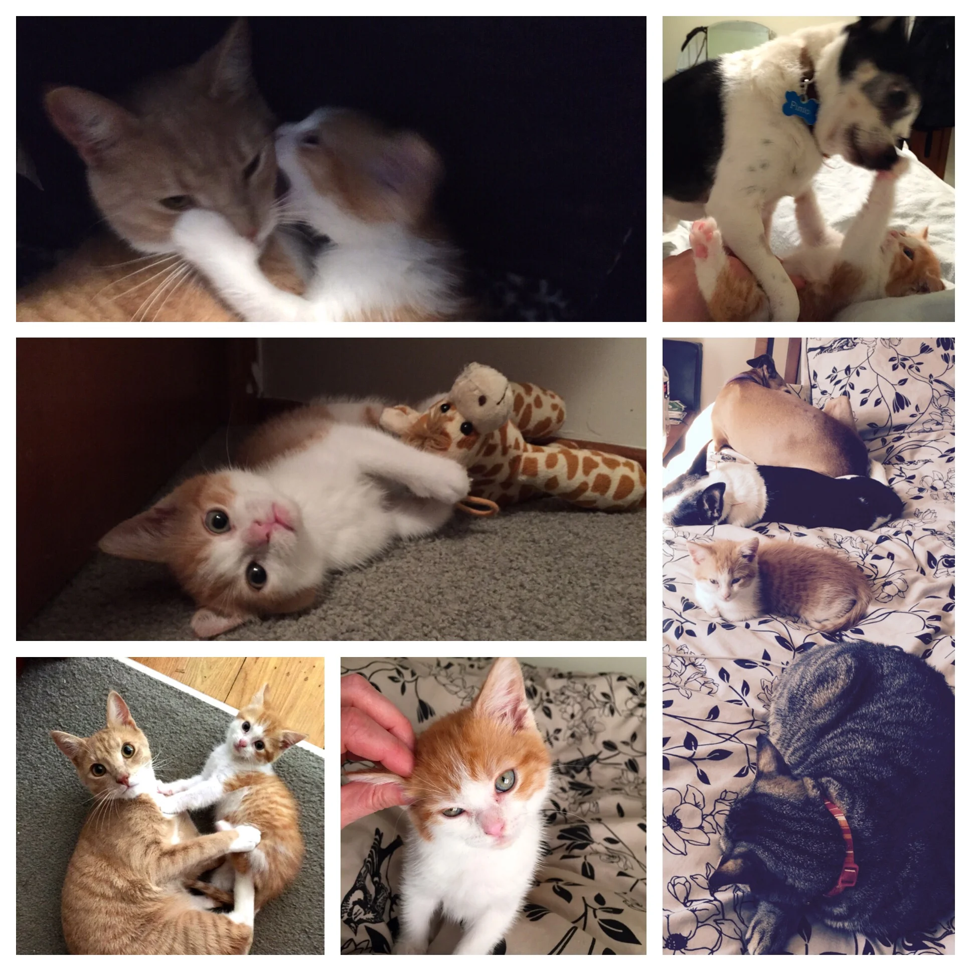 Mashu, Kitty Perry, Pinto and Rooster