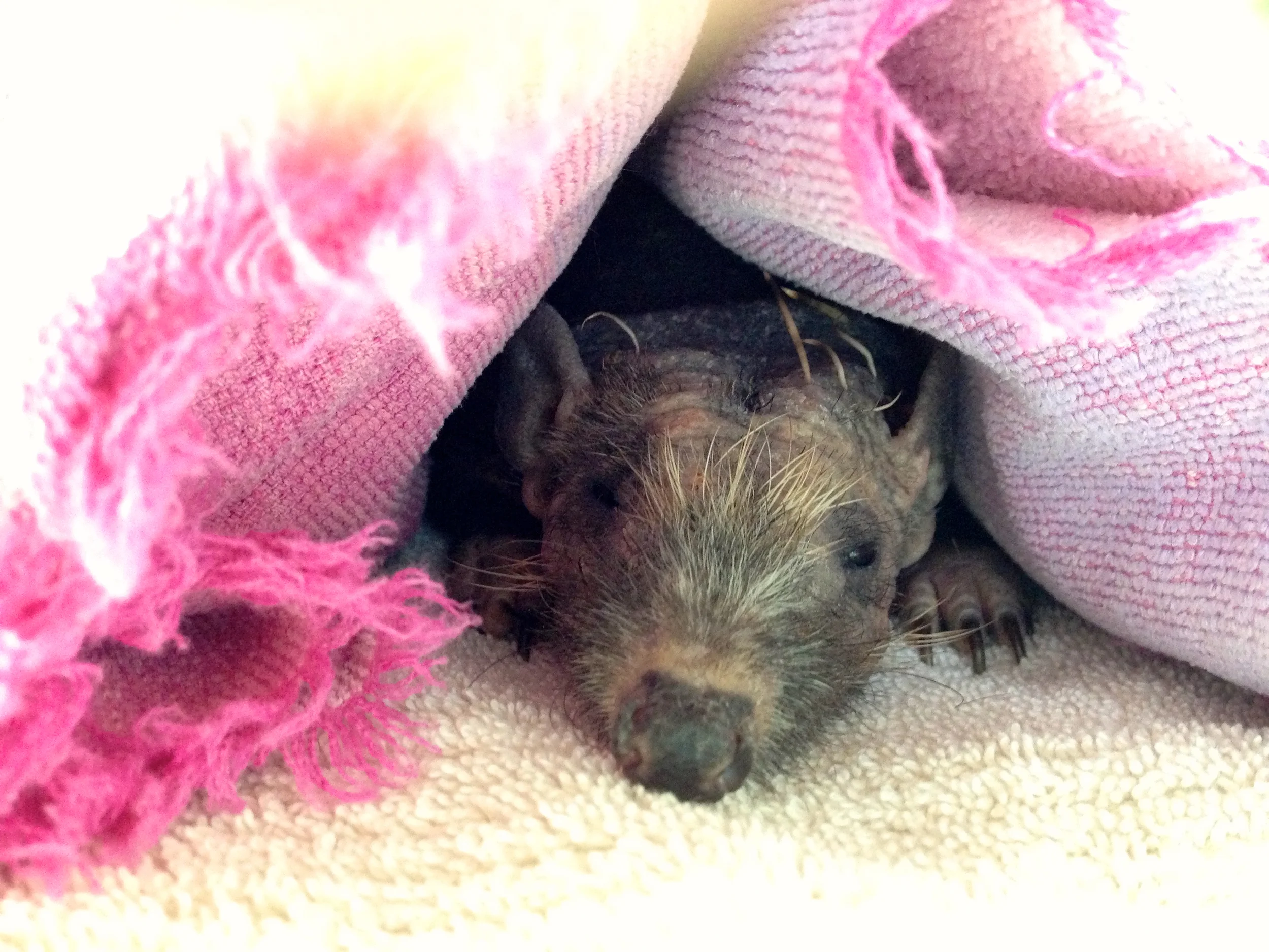 Baldrick (the bald Hedgehog)