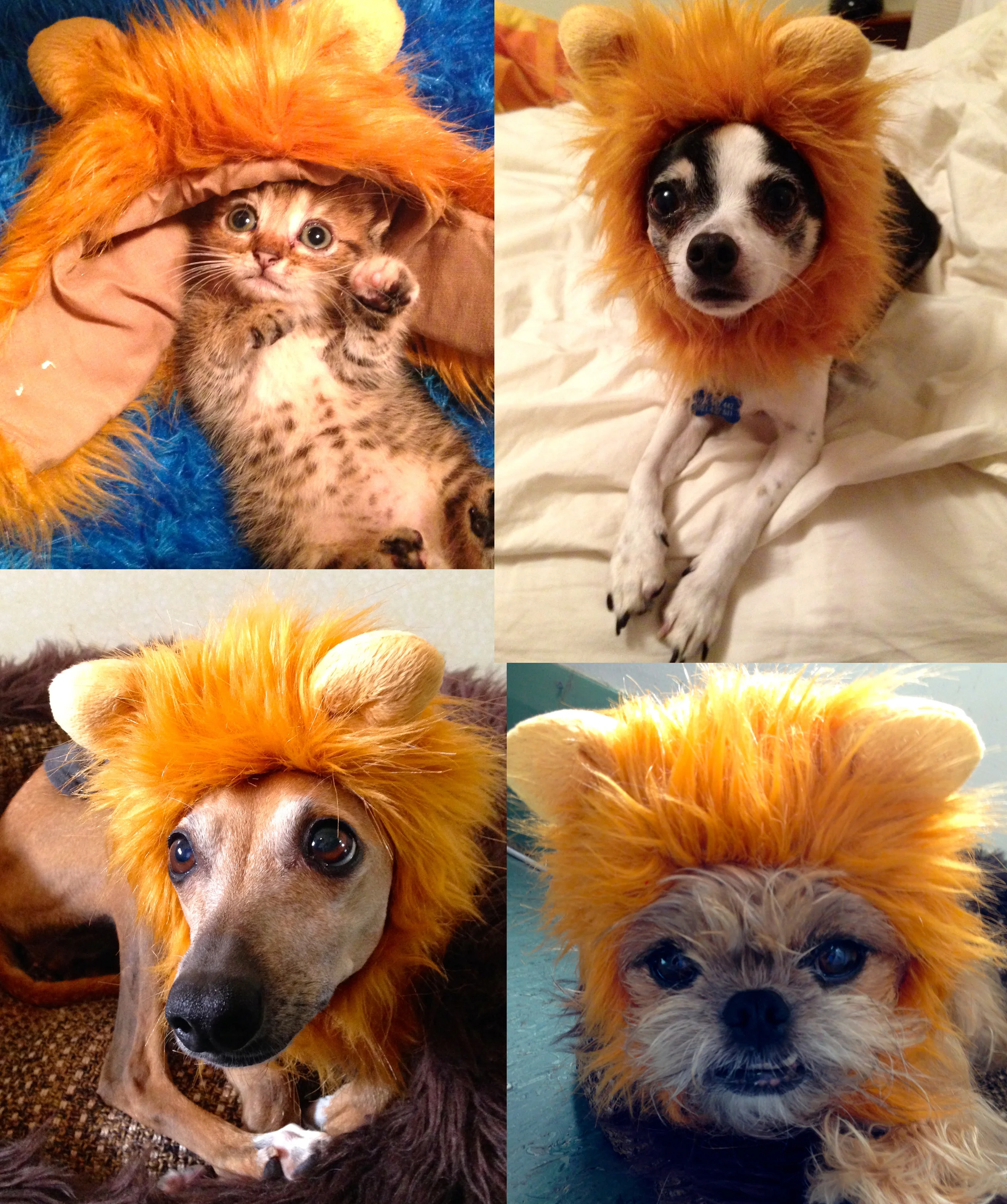 Four little Lions