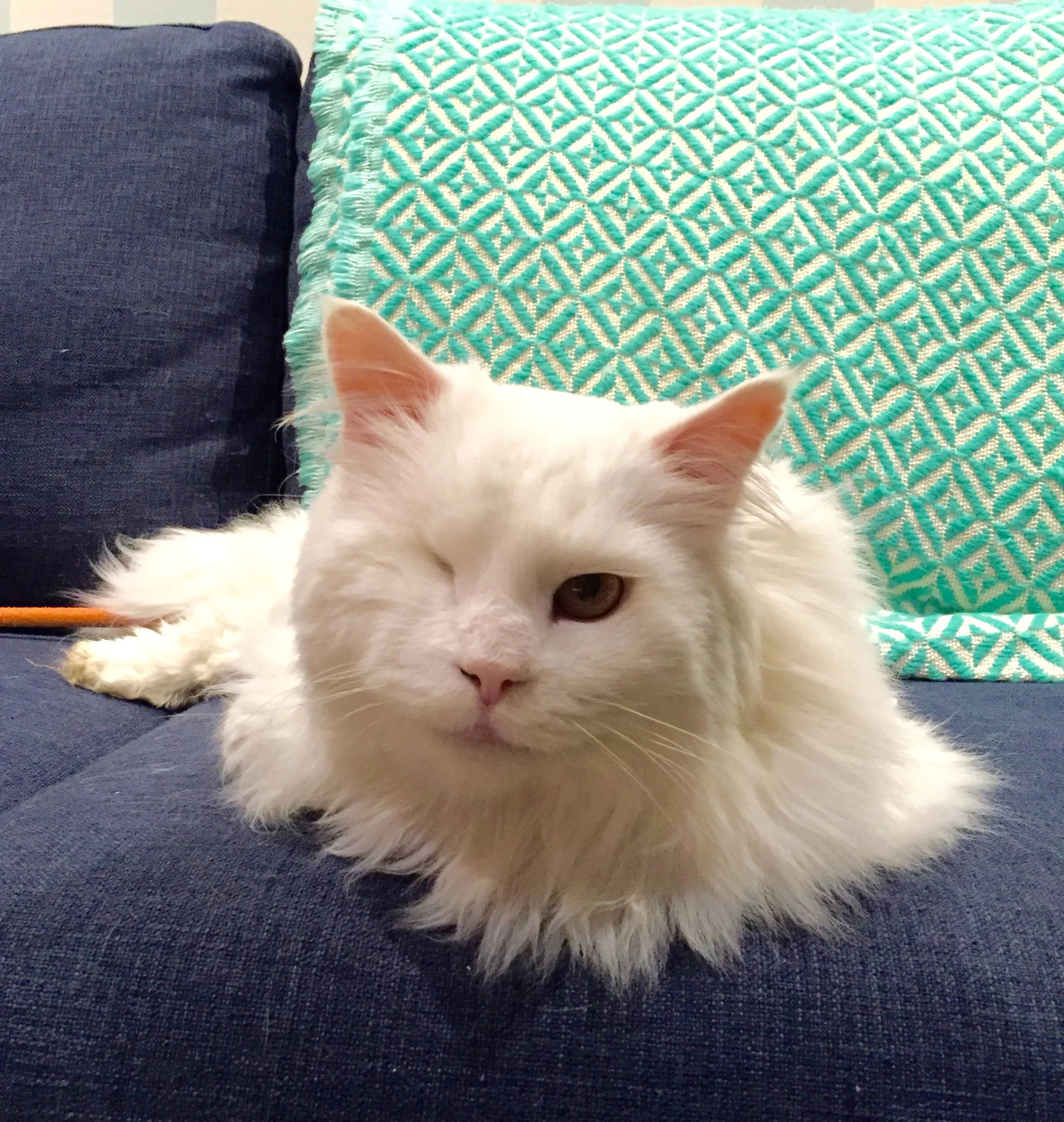 A First Aid Evening with Cats at 'The Cat Lounge'