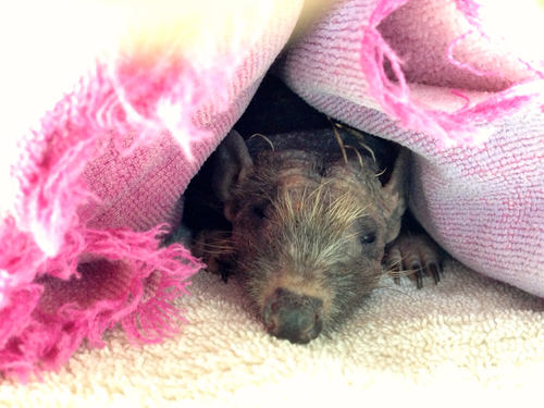 Why I like Hedgehogs