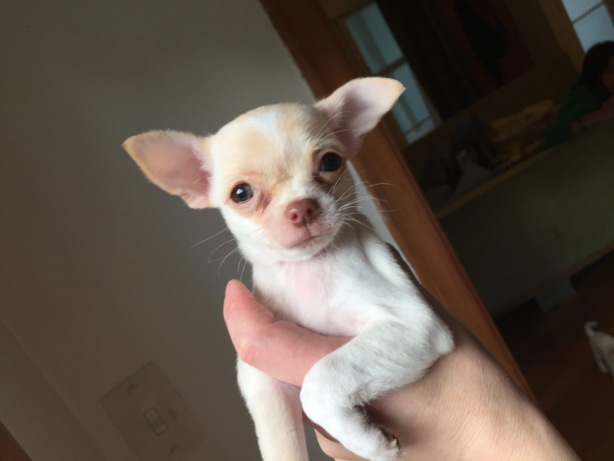 Chihuahua puppies needing homes.