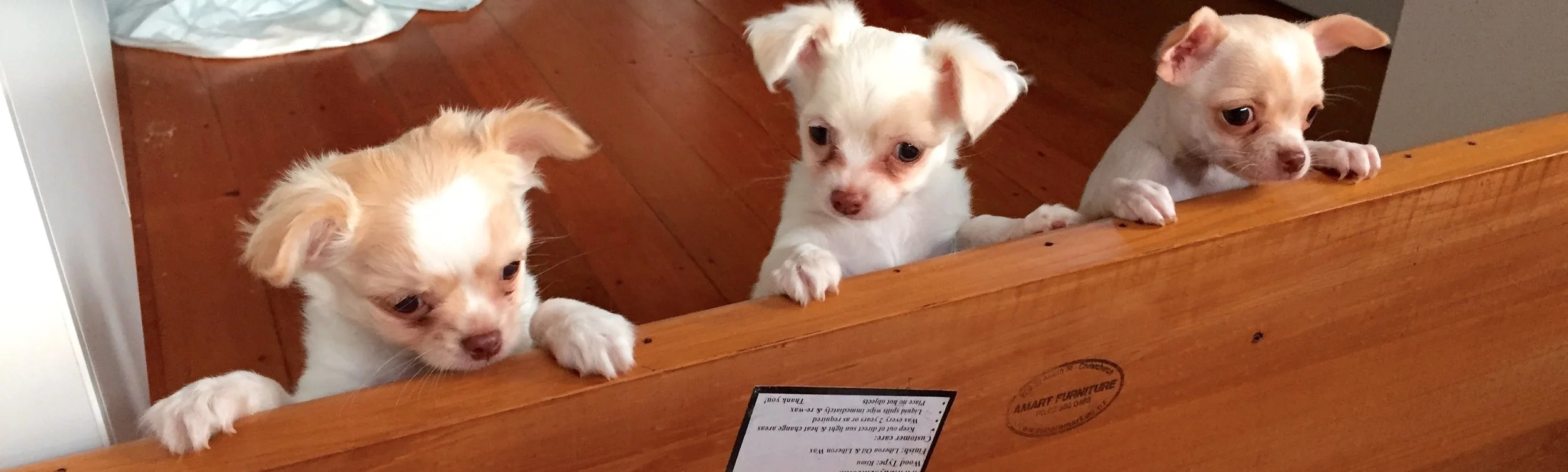 Sophie, Nacho and Pudding