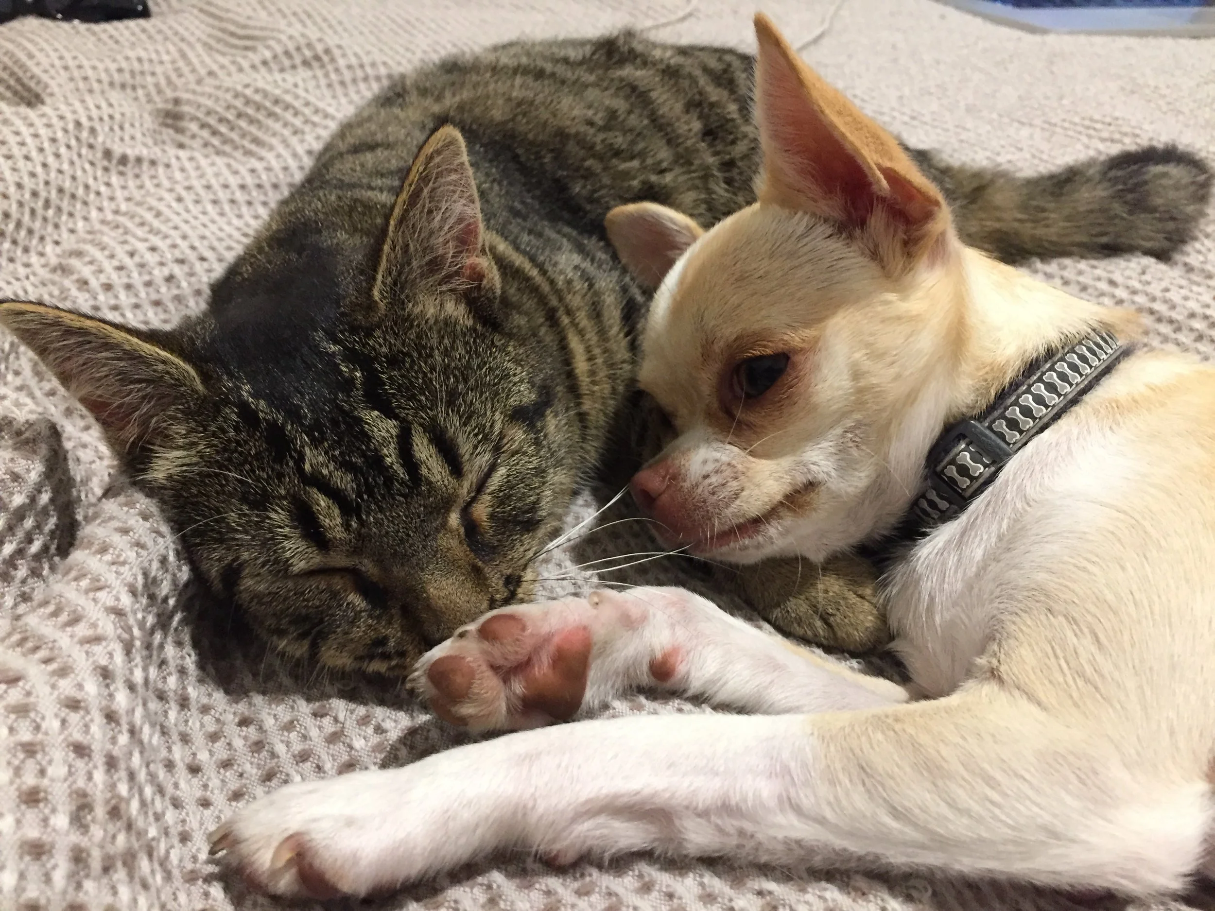 Pudding and Squirrell