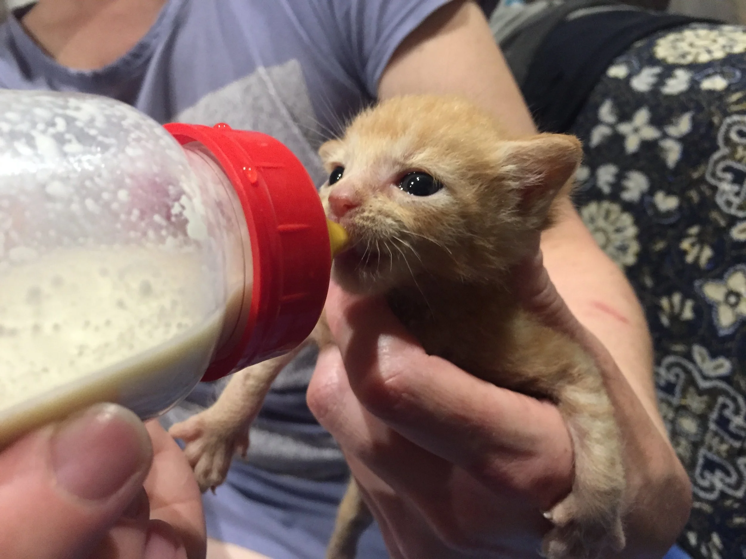 'Porci' and 'Puku' : Fluff Balls of Enthusiasm