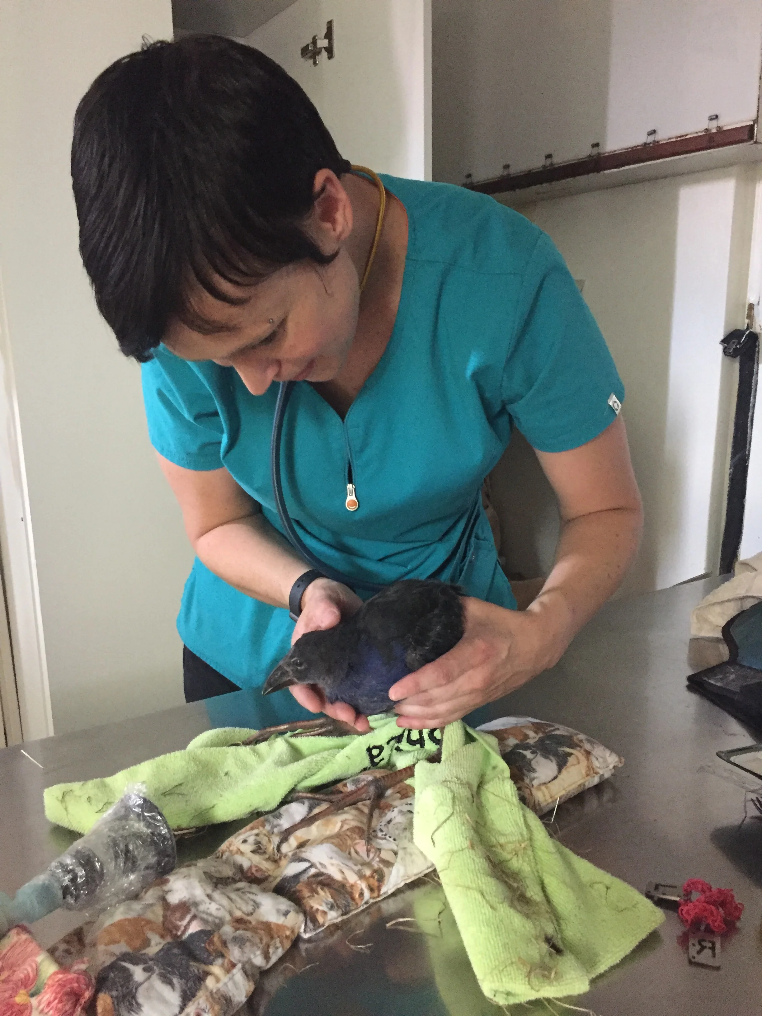 Considering working as a locum vet nurse??