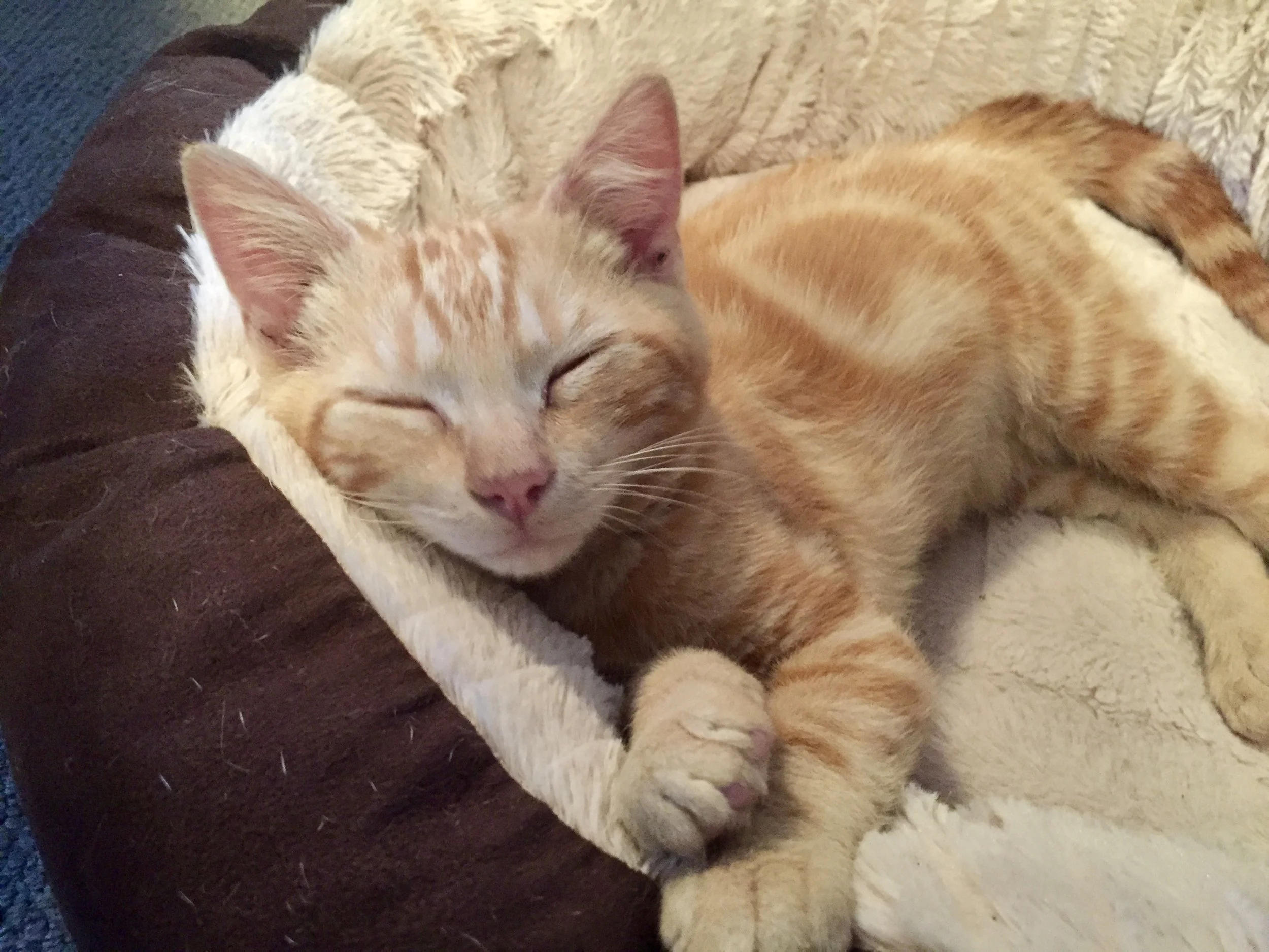 Gingy (aka "Gunky") needs a home