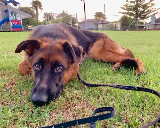 German Shepherd girl to be rehomed - all Katie wants is love