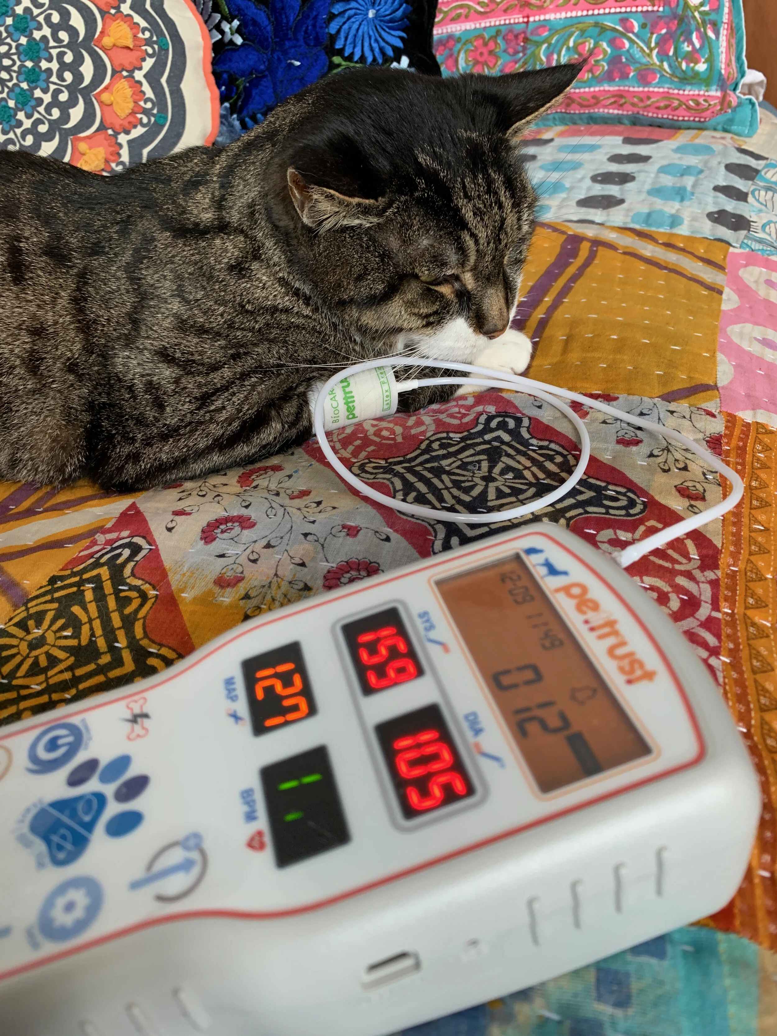 Pet blood pressure monitoring at home