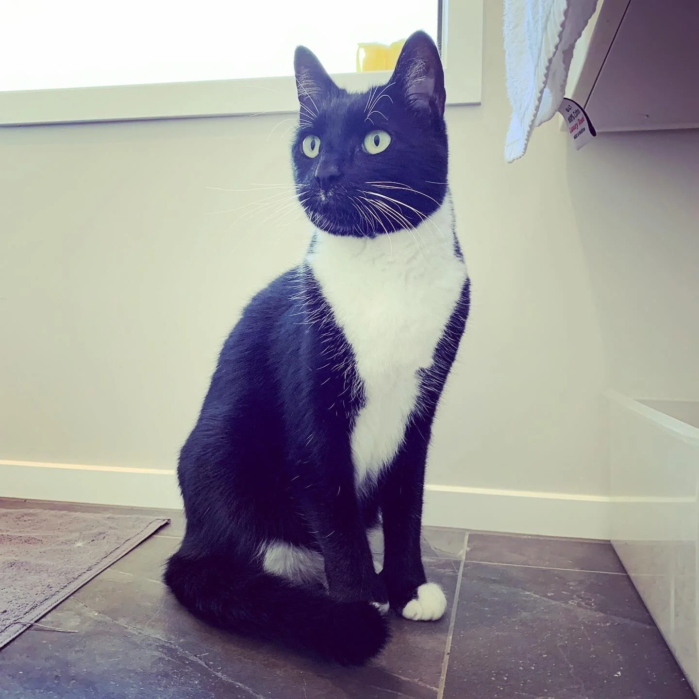 Sparky, the Polydactyl Cat!