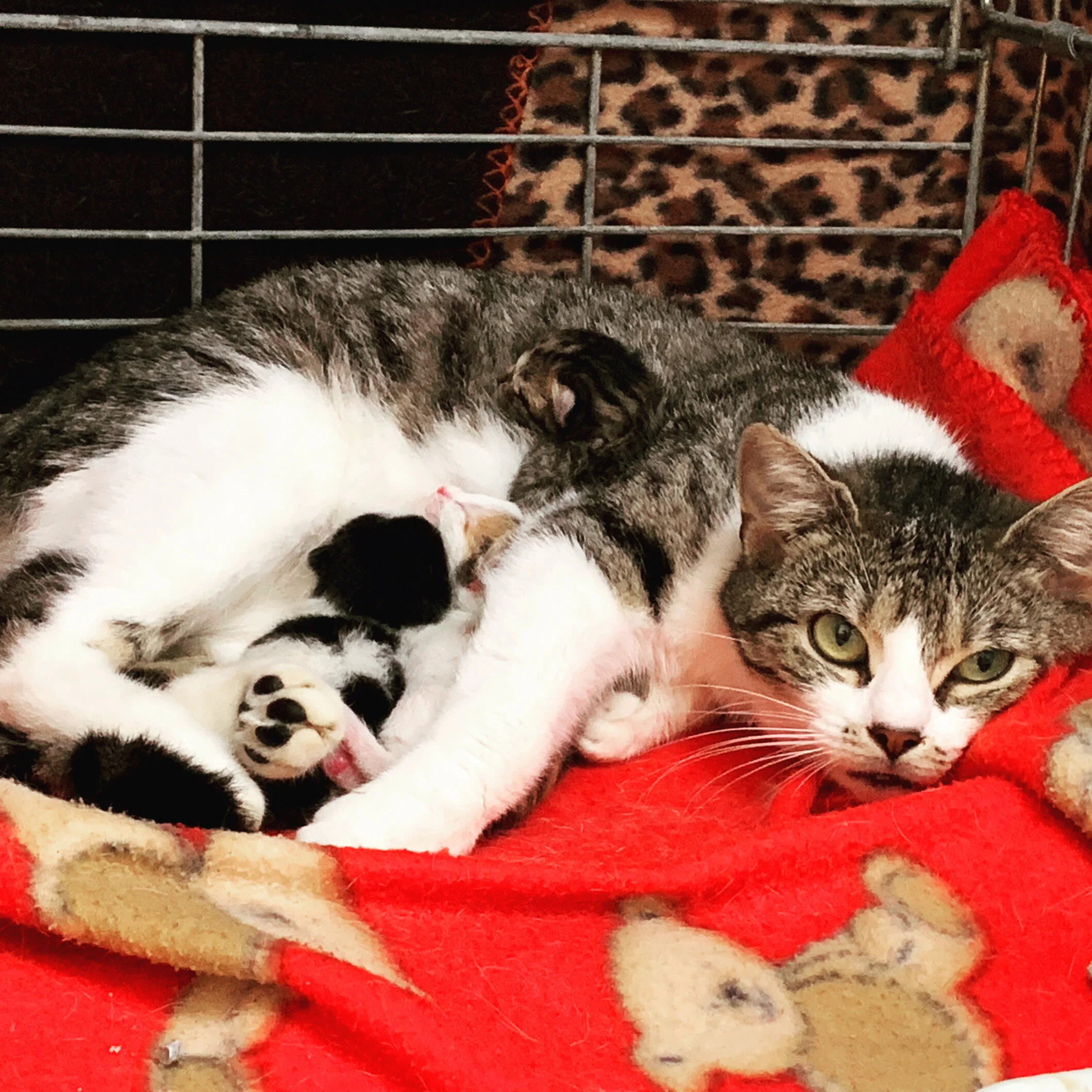 Little kittens needing a foster or forever home