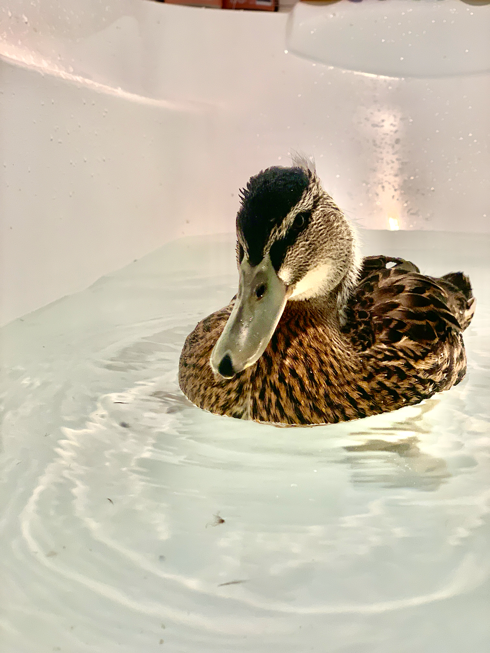 Lemmy the one-eyed ducky (Copy)