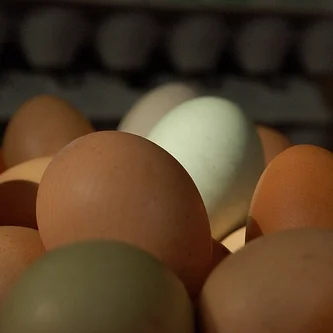 Losing weight on 651 eggs a month: My own experiment with the 4-Hour Body diet begins