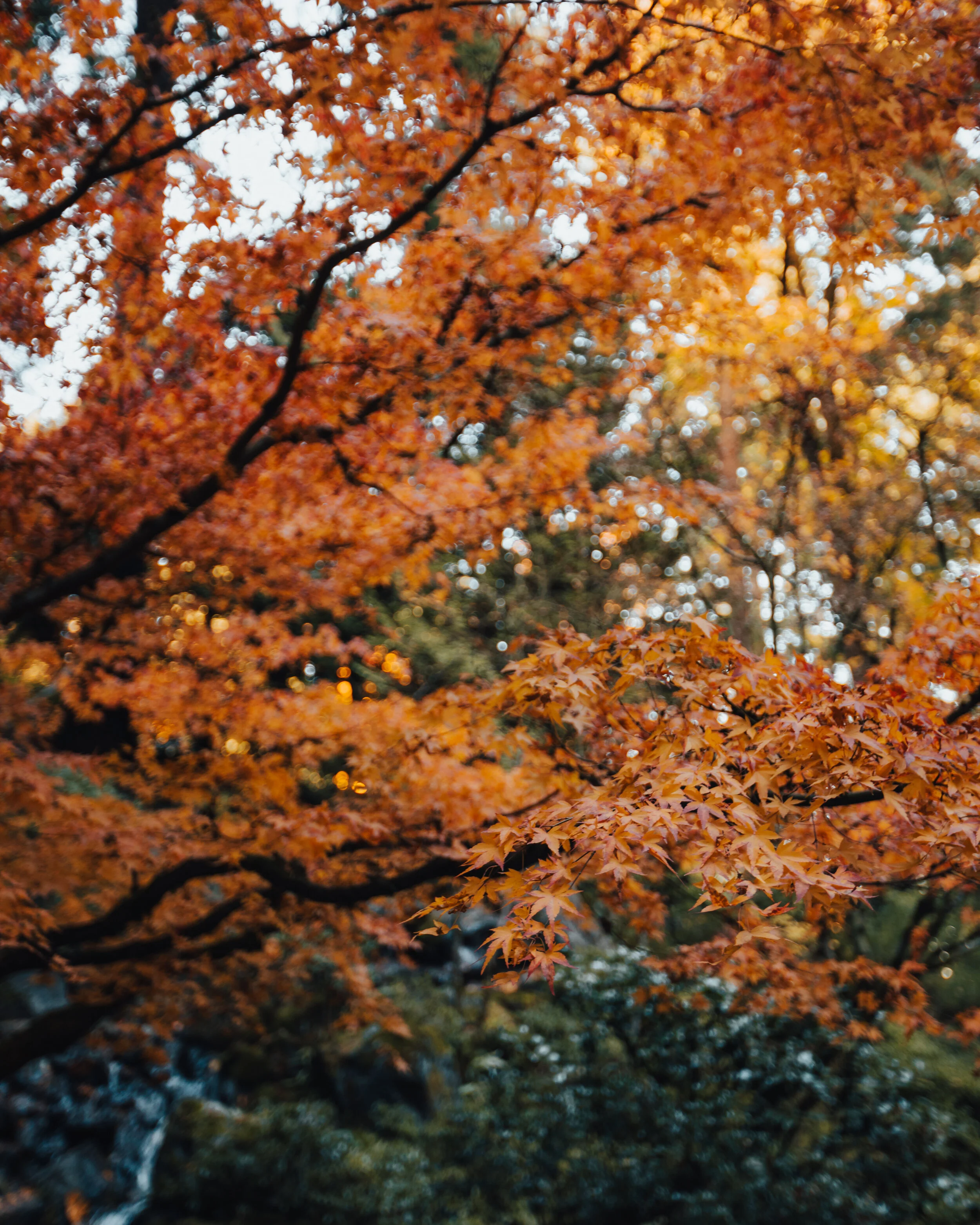 FW2A8795.jpg