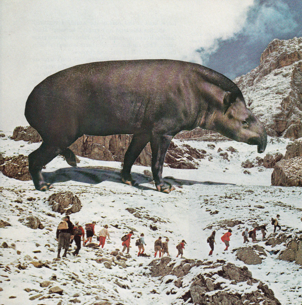 This is Tapir Country, 2016