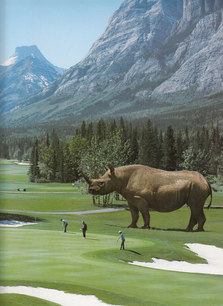 Brian, There's a Bloody Great Rhino on the Fairway, 2016