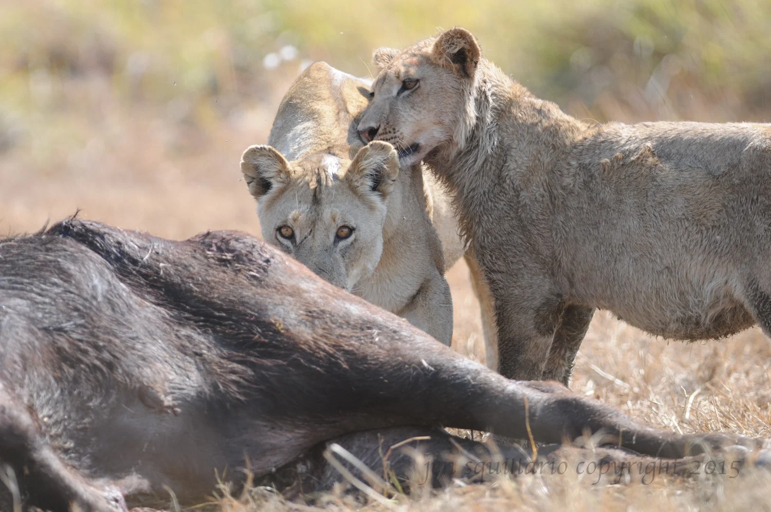 Hungry Lions.