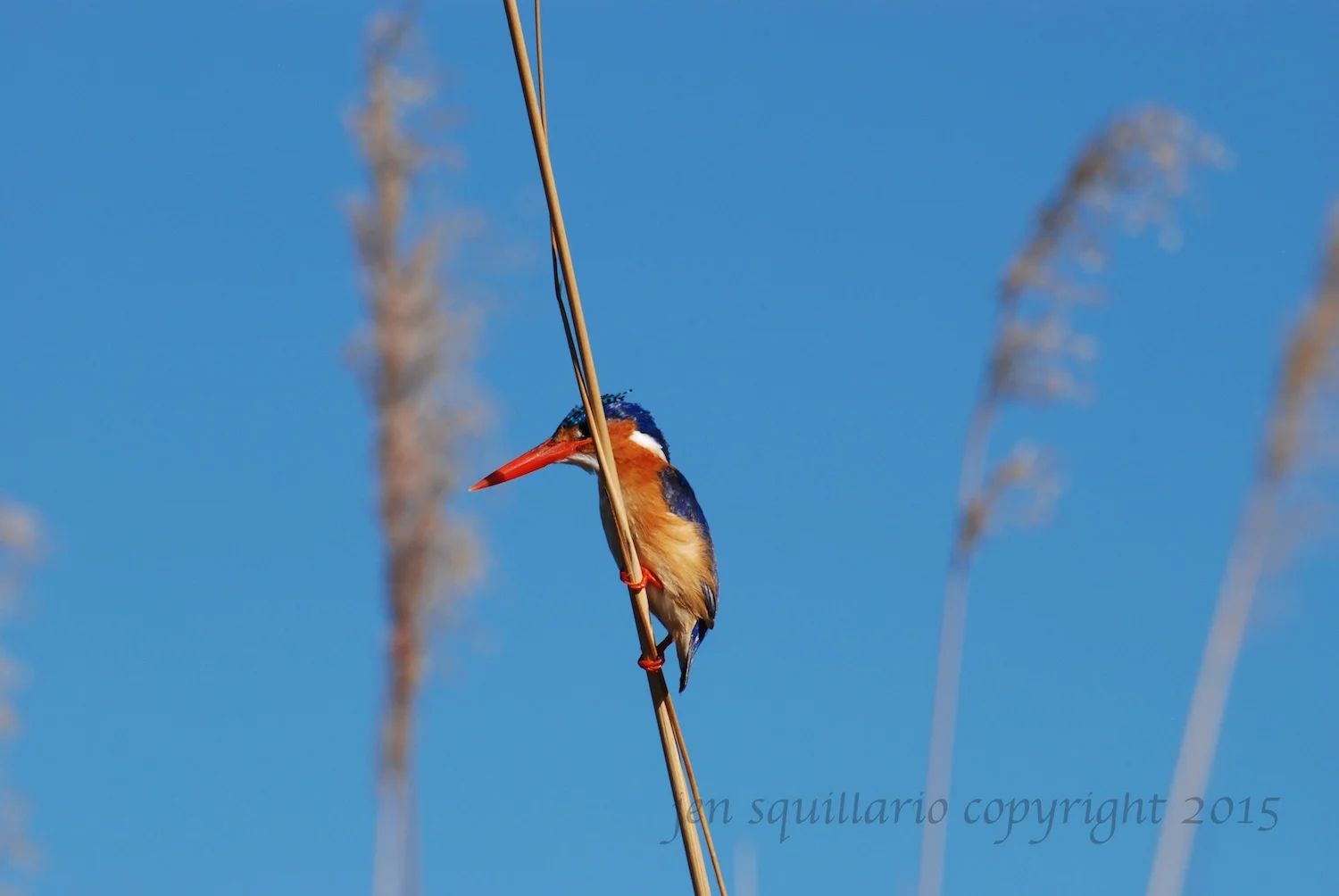 Malachite Kingfisher