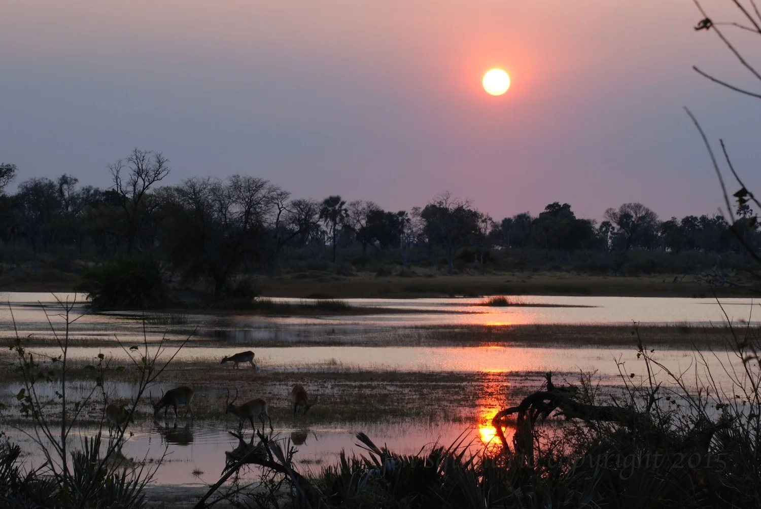 Red Lechwe at Sunset