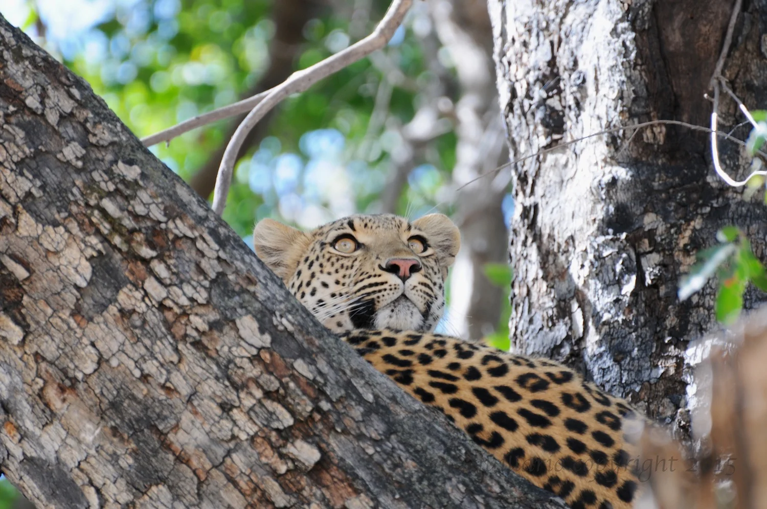 Leopard Spots Prey