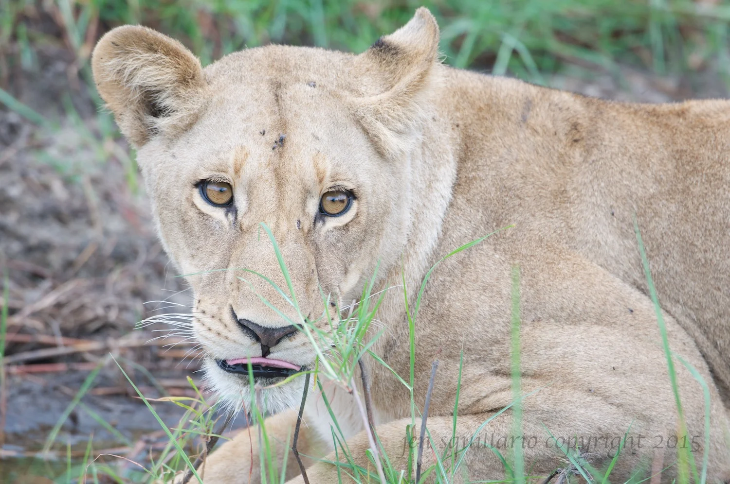 Thirsty Lionness