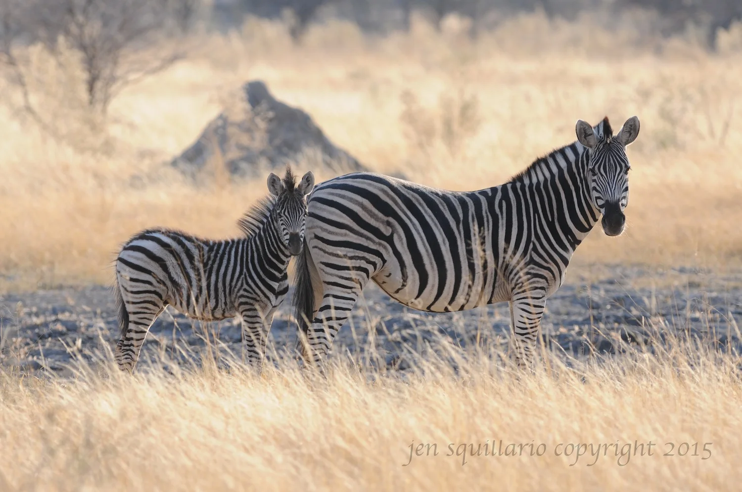 Zebra Family