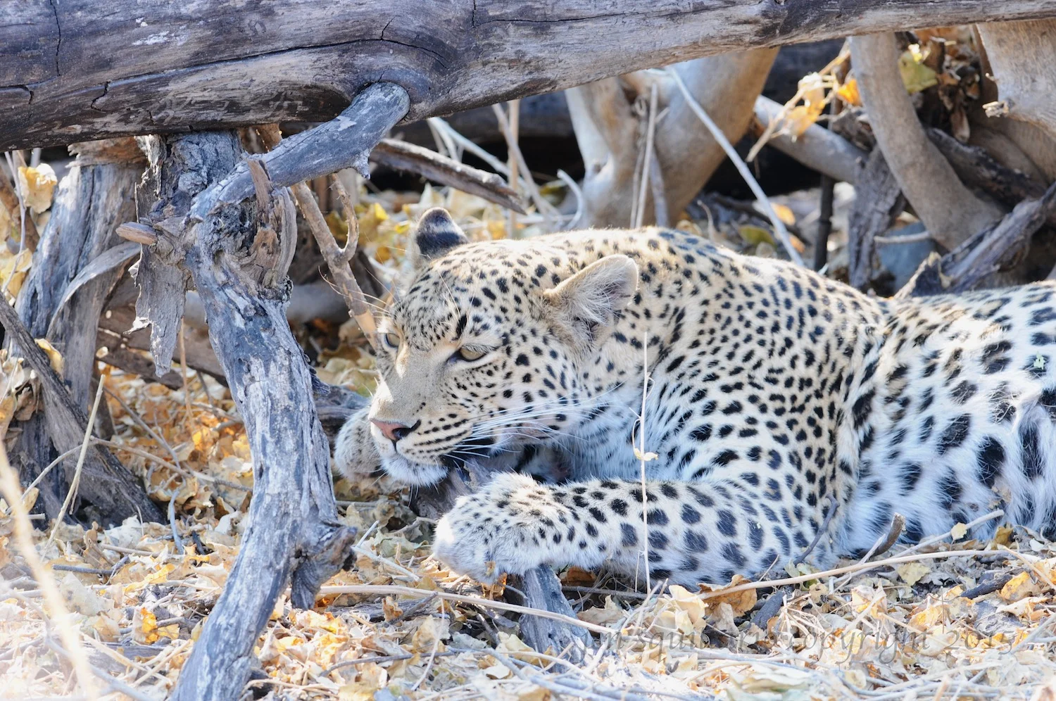 Leopard Post Meal