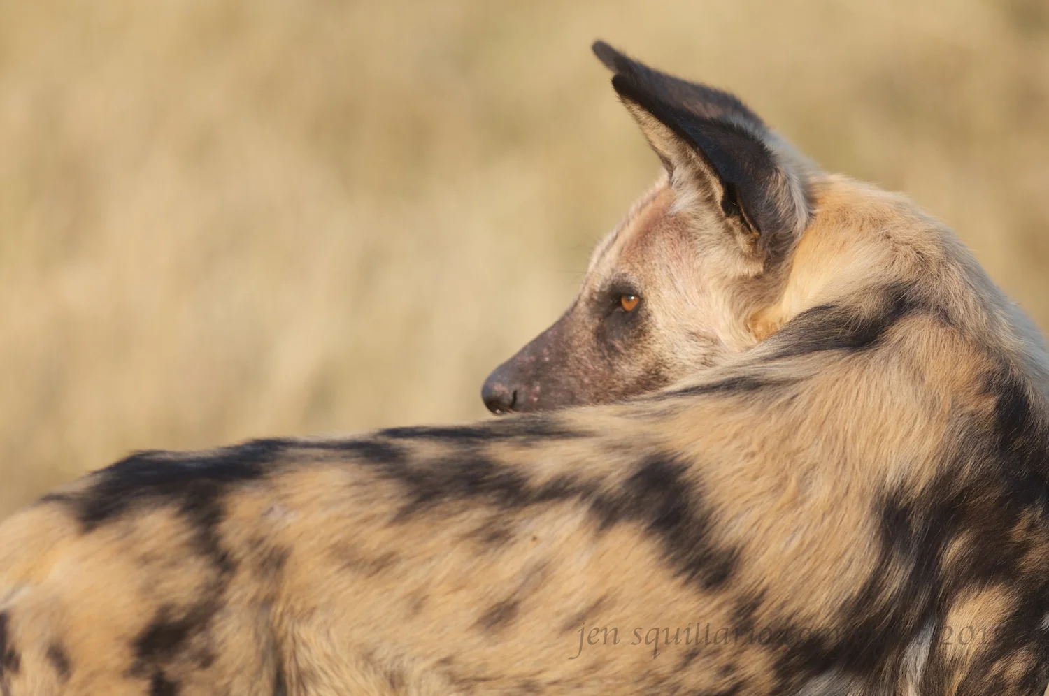 Wild Dog Profile
