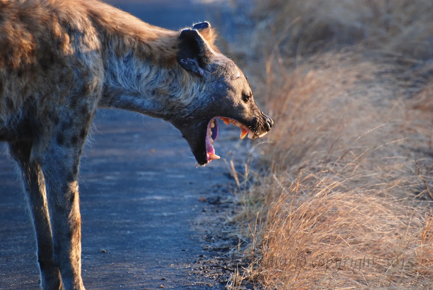 Hyena Teeth