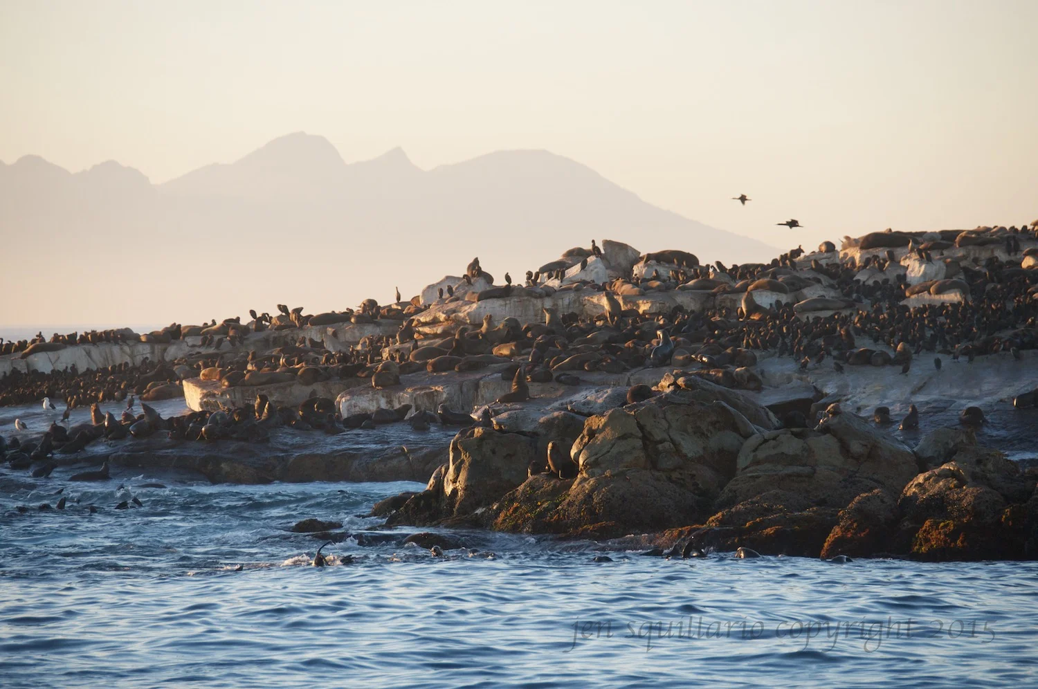 Morning Madness at Seal Island