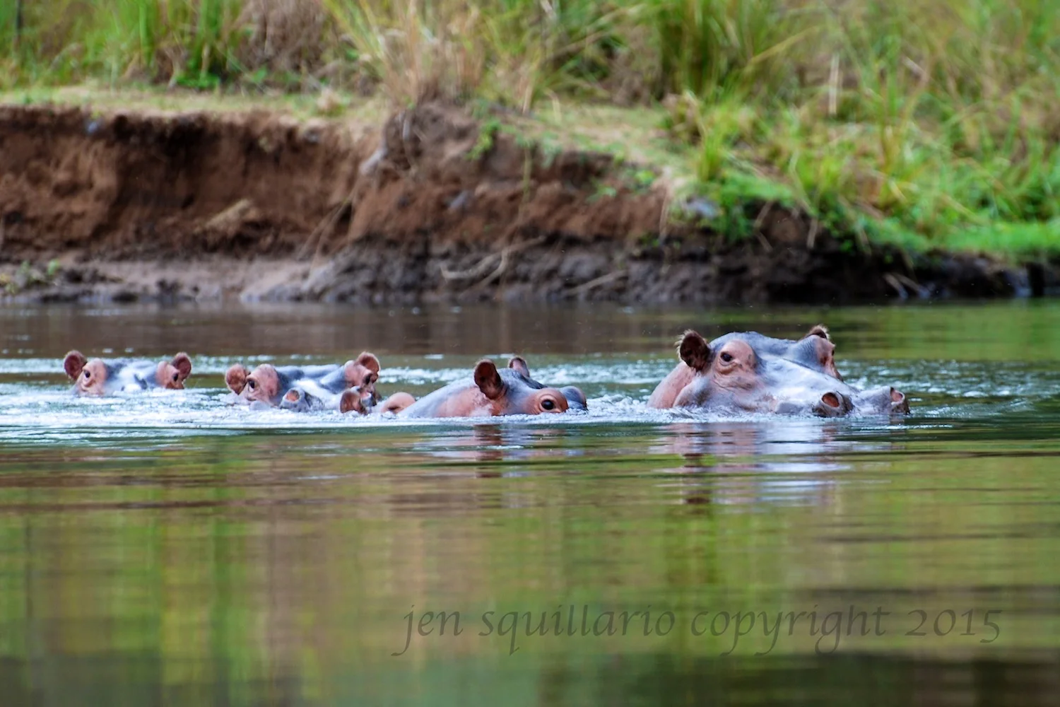 Hippo Pod