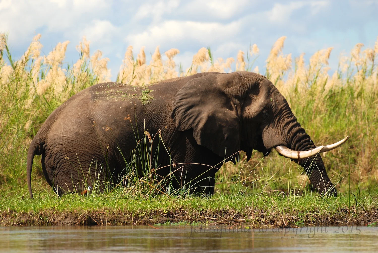 Wading Elephant