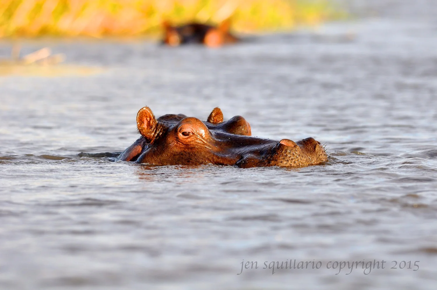 Sly Hippo