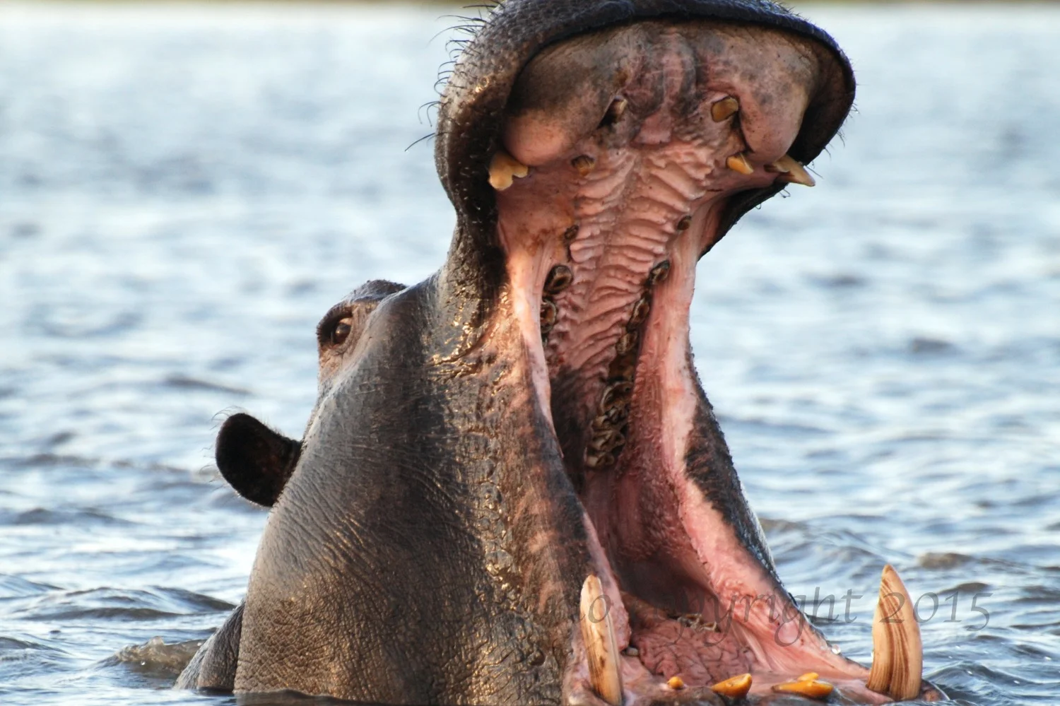Big Mouth
